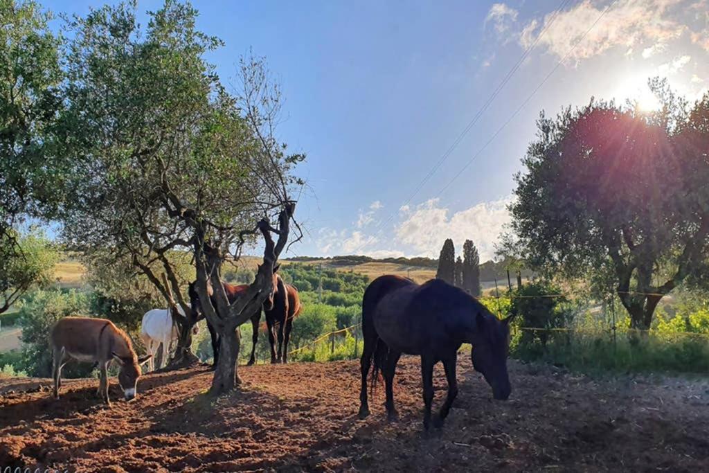Appartamento Il Nido Volterra Zewnętrze zdjęcie